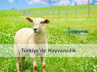 Türkiye'de Hayvancılık (Sunum) Sunusu
