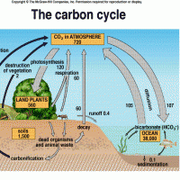 Karbon Döngüsü